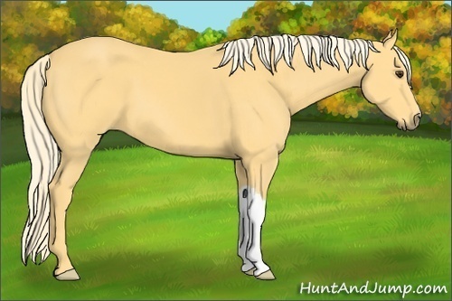 Horse Color:Palomino 