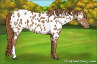 Horse Color:Chestnut Appaloosa