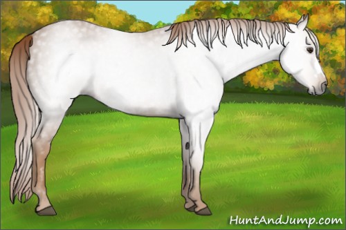 Horse Color:Gray Chestnut 