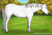 Horse Color:Gray Bay