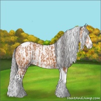 Horse Color:Bay Splash Tobiano Appaloosa  and Gray Bay Splash Tobiano Appaloosa 