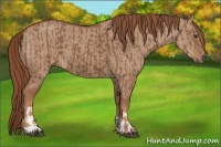 Horse Color:Chestnut  and Red Dun 