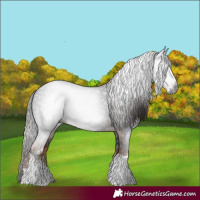 Horse Color:Gray White Spotted Liver Chestnut Tobiano 