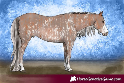 Horse Color:Bay Sabino Rabicano  and Platinum Chestnut 