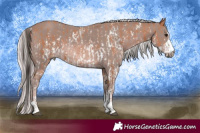 Horse Color:Bay Sabino Rabicano and Platinum Chestnut