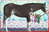 Horse Color:Smoky Black Sabino Splash