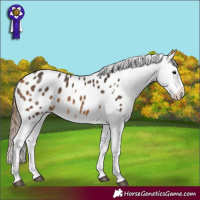 Horse Color:Buckskin Appaloosa 
