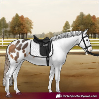 Horse Color:Buckskin Appaloosa 