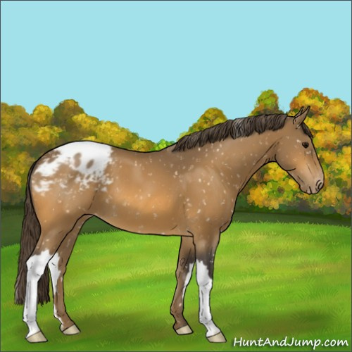 Horse Color:Buckskin Snowflake Varnish 