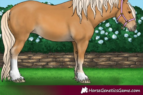 Horse Color:Palomino 
