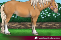 Horse Color:Palomino 