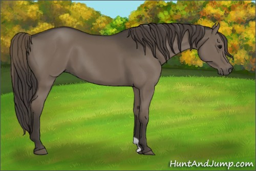 Horse Color:Smoky Black 
