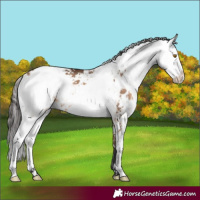 Horse Color:Brown Dun Sabino 