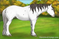 Horse Color:Grullo Splash Appaloosa 