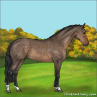 Horse Color:Brown Dun