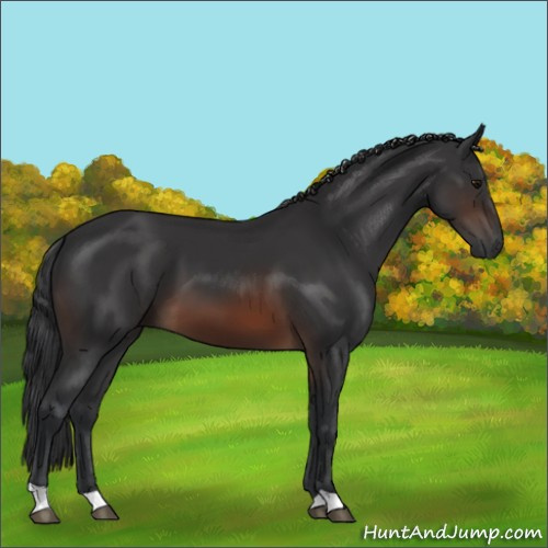 Horse Color:Brown 