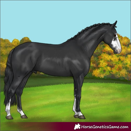 Horse Color:Black Sabino