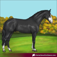 Horse Color:Black Sabino 