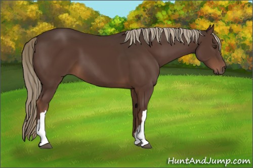 Horse Color:Liver Chestnut 