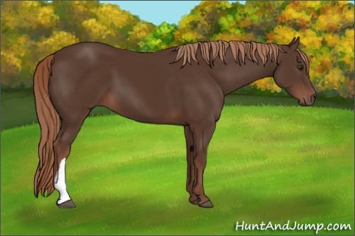 Horse Color:Liver Chestnut 