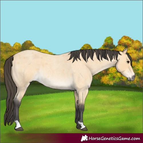Horse Color:Buckskin Roan 