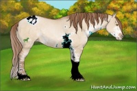 Horse Color:Bay Pearl Dun Sabino Appaloosa 