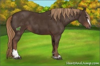 Horse Color:Liver Chestnut Sabino