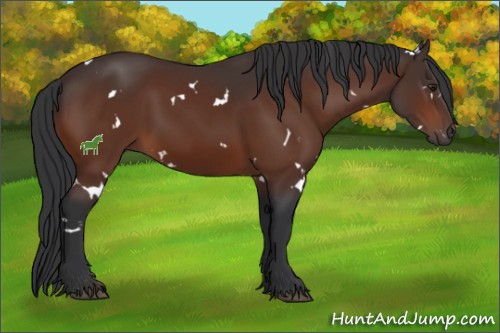 Horse Color:White Spotted Brown Sabino