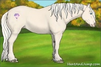 Horse Color:Cremello 