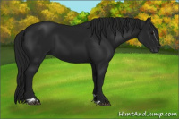 Horse Color:Gray Black Sabino