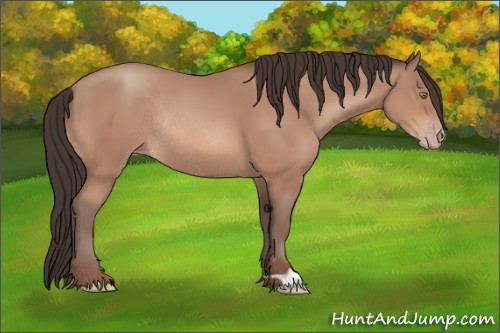 Horse Color:Sable Champagne Rabicano