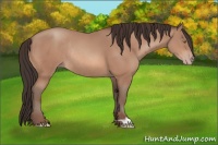 Horse Color:Sable Champagne Rabicano 