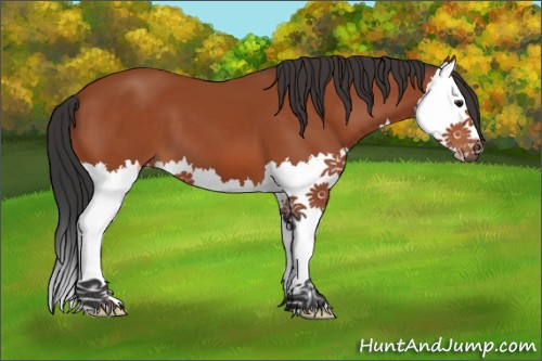 Horse Color:Bay Splash 