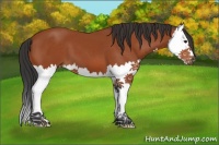 Horse Color:Bay Splash 