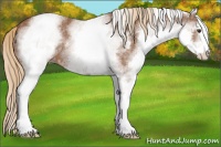 Horse Color:White Spotted Chestnut Sabino