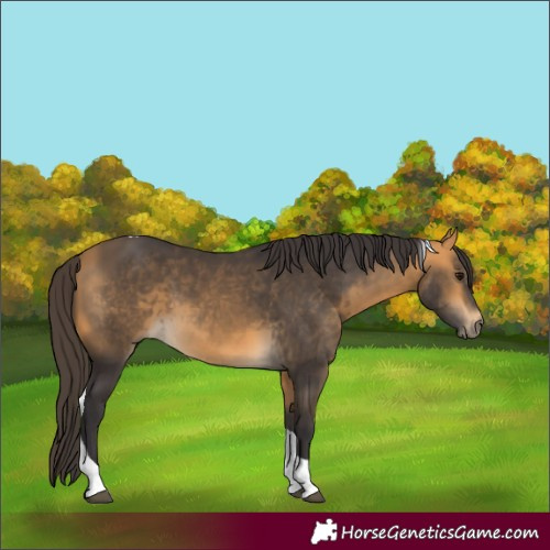 Horse Color:Buckskin Tobiano 