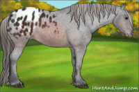 Horse Color:Brown Appaloosa 