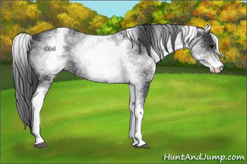 Horse Color:White Spotted Black Sabino 