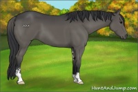Horse Color:Grullo Sabino