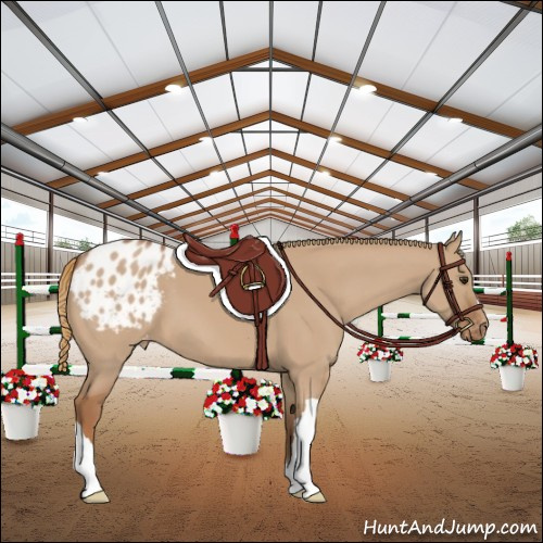 Horse Color:Red Dun Appaloosa 