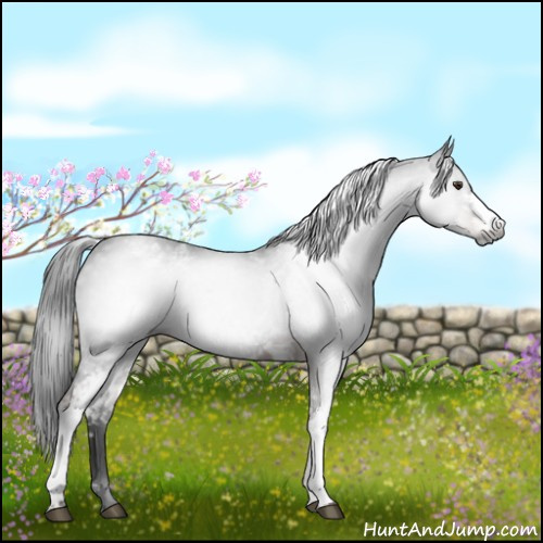Horse Color:Gray White Spotted Liver Chestnut