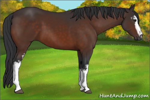 Horse Color:White Spotted Brown 