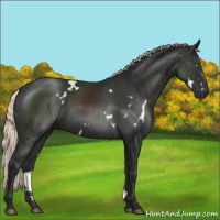 Horse Color:White Spotted Liver Chestnut Mushroom