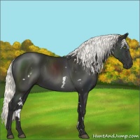 Horse Color:White Spotted Liver Chestnut Mushroom