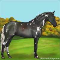 Horse Color:White Spotted Liver Chestnut Mushroom 
