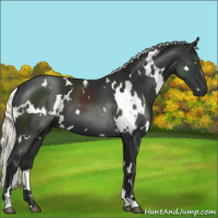 Horse Color:White Spotted Liver Chestnut Mushroom 