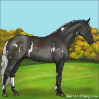 Horse Color:White Spotted Liver Chestnut Mushroom