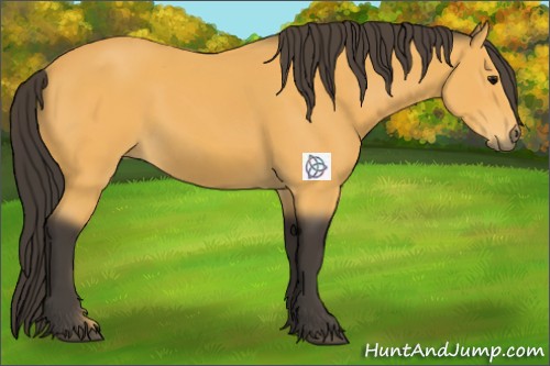 Horse Color:Buckskin