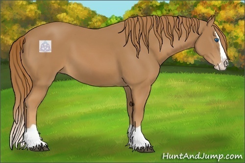 Horse Color:Chestnut Splash 