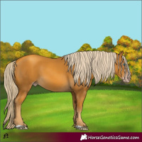 Horse Color:Gray Gold Cream Champagne